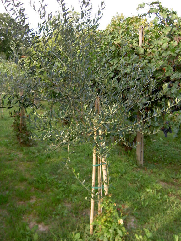 Agriturismo Monteortone Abano Terme Exterior photo